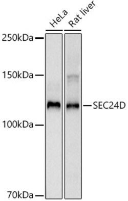 Invitrogen SEC24D Recombinant Rabbit Monoclonal Antibody (6F8S4) 100 &mu;L;