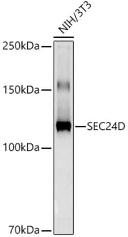 Invitrogen SEC24D Recombinant Rabbit Monoclonal Antibody (6F8S4) 100 &mu;L;