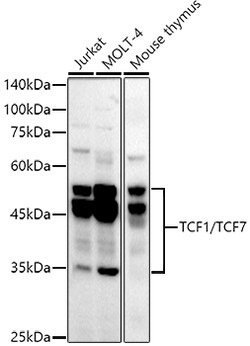 Invitrogen™ TCF7 Recombinant Rabbit Monoclonal Antibody (4K0X6)