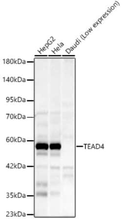 Invitrogen TEAD4 Recombinant Rabbit Monoclonal Antibody (8R0N1) 100 &mu;L;