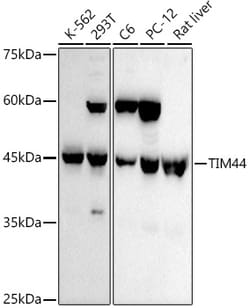 Invitrogen TIMM44 Recombinant Rabbit Monoclonal Antibody (8J1F10) 100 &mu;L | Buy Online | Invitrogen&trade; | Fisher Scientific