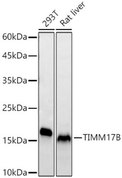 Invitrogen TIMM17B Recombinant Rabbit Monoclonal Antibody (7N3Z2) 100 &mu;L;