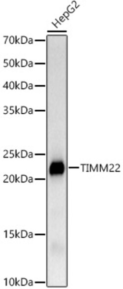 Invitrogen TIMM22 Recombinant Rabbit Monoclonal Antibody (2H2R3) 100 &mu;L;