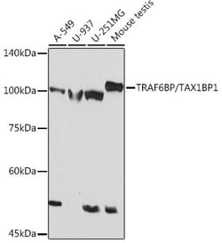Invitrogen TAX1BP1 Recombinant Rabbit Monoclonal Antibody (7Y9W3) 100 &mu;L;