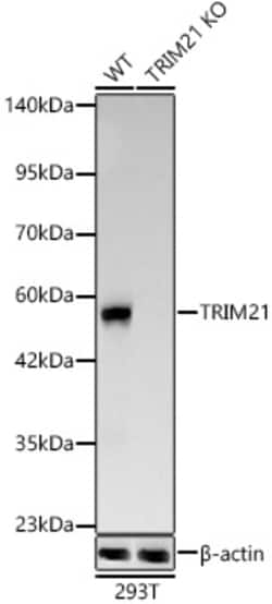 Invitrogen TRIM21 Recombinant Rabbit Monoclonal Antibody (7X9I8) 100 &mu;L;