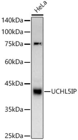 Invitrogen HAUS7 Recombinant Rabbit Monoclonal Antibody (10L5Y8) 100 &mu;L;