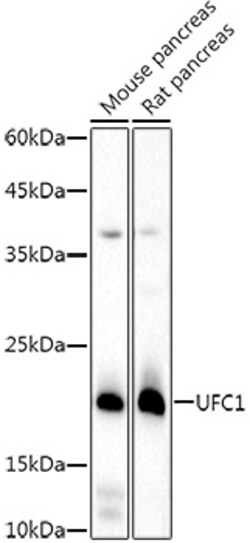 Invitrogen UFC1 Recombinant Rabbit Monoclonal Antibody (8V0X7) 100 &mu;L;