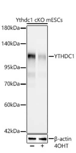 Invitrogen™ YTHDC1 Recombinant Rabbit Monoclonal Antibody (3K8D1)