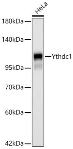 Invitrogen YTHDC1 Recombinant Rabbit Monoclonal Antibody (3K8D1) 100 &mu;L;