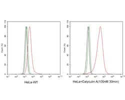 Invitrogen&trade;&nbsp;Phospho-IRE1 alpha (Ser724) Recombinant Rabbit Monoclonal Antibody (PSH03-35)