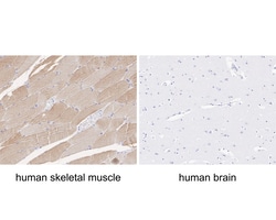Myosin heavy chain 1 Recombinant Rabbit Monoclonal Antibody (PSH05-12), Invitrogen&trade;