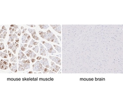 Myosin heavy chain 1 Recombinant Rabbit Monoclonal Antibody (PSH05-12), Invitrogen&trade;
