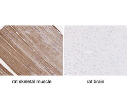 Myosin heavy chain 1 Recombinant Rabbit Monoclonal Antibody (PSH05-12), Invitrogen&trade;