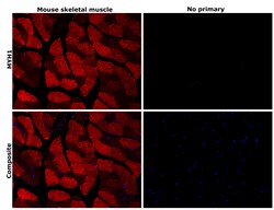 Myosin heavy chain 1 Recombinant Rabbit Monoclonal Antibody (PSH05-12), Invitrogen&trade;