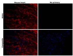 Myosin heavy chain 1 Recombinant Rabbit Monoclonal Antibody (PSH05-12), Invitrogen&trade;