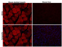 Myosin heavy chain 1 Recombinant Rabbit Monoclonal Antibody (PSH05-12), Invitrogen&trade;