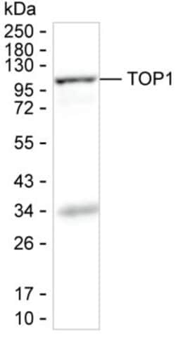 TOP1 Recombinant Human Monoclonal Antibody (K94015_6C5), Invitrogen&trade;