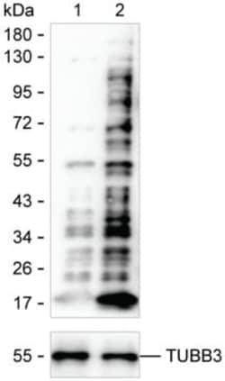 Crotonylated Lysine Antibody Cocktail, Invitrogen&trade;