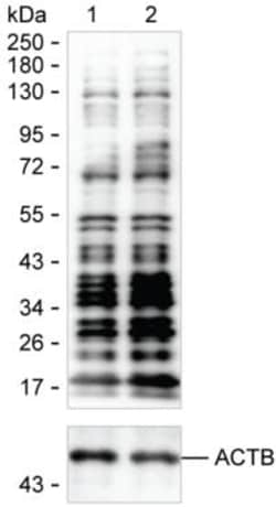 Invitrogen Lactyl Lysine Antibody Cocktail, Invitrogen 50 &mu;L; Unconjugated:Antibodies,