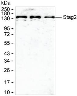STAG2 Monoclonal Antibody (KT76), Invitrogen™