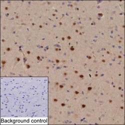 OCT6 Monoclonal Antibody (KT110), Invitrogen&trade;