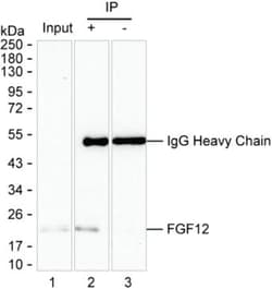 Invitrogen FGF12 Monoclonal Antibody (K94041_8C12), Invitrogen 200 &mu;L;