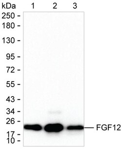 Invitrogen FGF12 Monoclonal Antibody (K94041_8C12), Invitrogen 200 &mu;L;