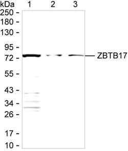 ZBTB17 Monoclonal Antibody (K49033_2B4), Invitrogen™