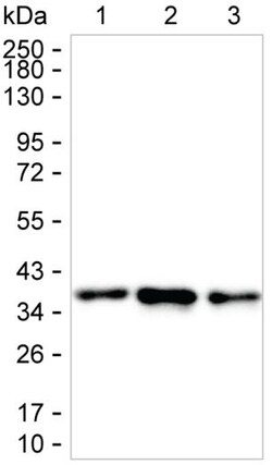 DDAH1 Monoclonal Antibody (K24015_11H12), Invitrogen&trade;