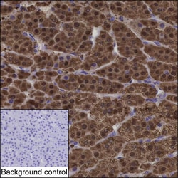 Invitrogen AKR1B1 Monoclonal Antibody (K92029_3F2), Invitrogen 50 &mu;L;