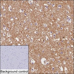Drebrin Monoclonal Antibody (K56020_20H12), Invitrogen&trade;