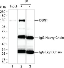 Drebrin Monoclonal Antibody (K56020_20H12), Invitrogen&trade;