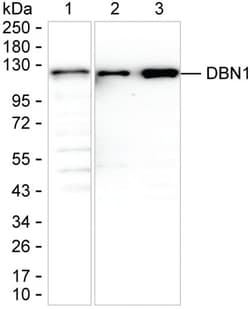 Drebrin Monoclonal Antibody (K56020_20H12), Invitrogen&trade;