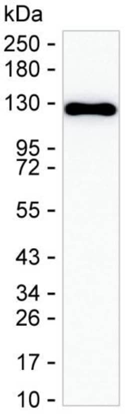 Invitrogen PPP1R9B Monoclonal Antibody (K94019_14H11), Invitrogen 200 &mu;L;