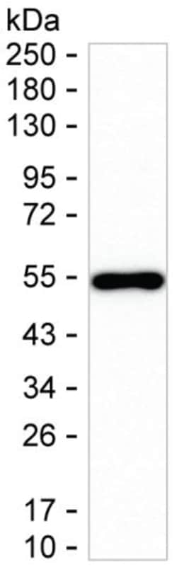 NPTX1 Monoclonal Antibody (K92045_10E7), Invitrogen™