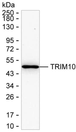 Invitrogen TRIM10 Monoclonal Antibody (K92040_6C6), Invitrogen:Antibodies:Primary