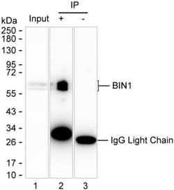 BIN1 Monoclonal Antibody (K70035_11G6), Invitrogen&trade;