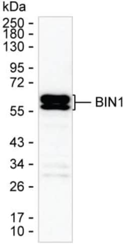BIN1 Monoclonal Antibody (K70035_11G6), Invitrogen™