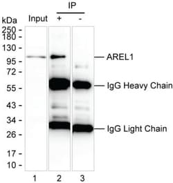 KIAA0317 Monoclonal Antibody (K56023_4B2), Invitrogen&trade;
