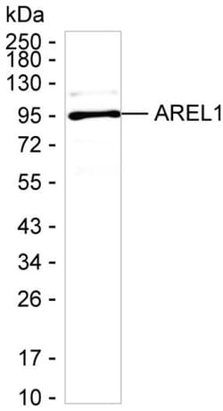 KIAA0317 Monoclonal Antibody (K56023_4B2), Invitrogen&trade;