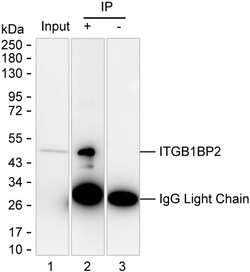 ITGB1BP2 Monoclonal Antibody (K52028_12C5), Invitrogen&trade;