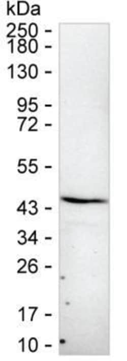 ITGB1BP2 Monoclonal Antibody (K52028_12C5), Invitrogen™