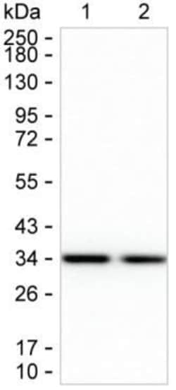 KHK Monoclonal Antibody (K52018_4C12), Invitrogen&trade;