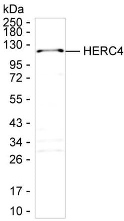 HERC4 Monoclonal Antibody (K29058_14H6), Invitrogen™