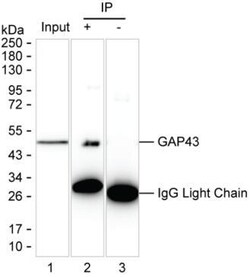 GAP43 Monoclonal Antibody (K29024_1C6), Invitrogen&trade;