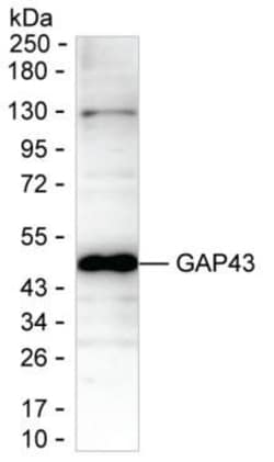 GAP43 Monoclonal Antibody (K29024_1C6), Invitrogen™