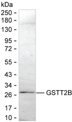 Invitrogen GSTT2B Monoclonal Antibody (K24025_6G4), Invitrogen 50 &mu;L;