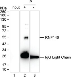 RNF146 Monoclonal Antibody (K16280_8D7), Invitrogen&trade;