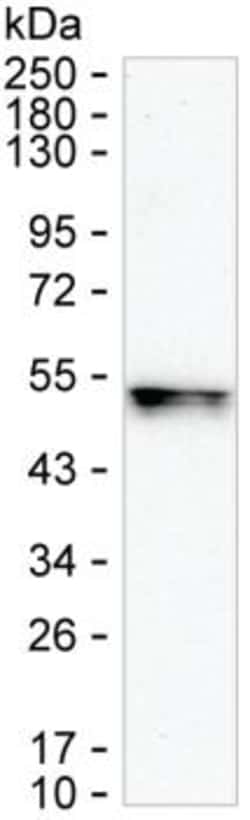 RNF146 Monoclonal Antibody (K16280_8D7), Invitrogen™