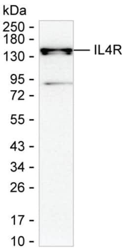 IL4R Monoclonal Antibody (K16242_11F5), Invitrogen&trade;